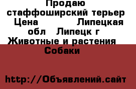 Продаю стаффоширский терьер › Цена ­ 2 000 - Липецкая обл., Липецк г. Животные и растения » Собаки   